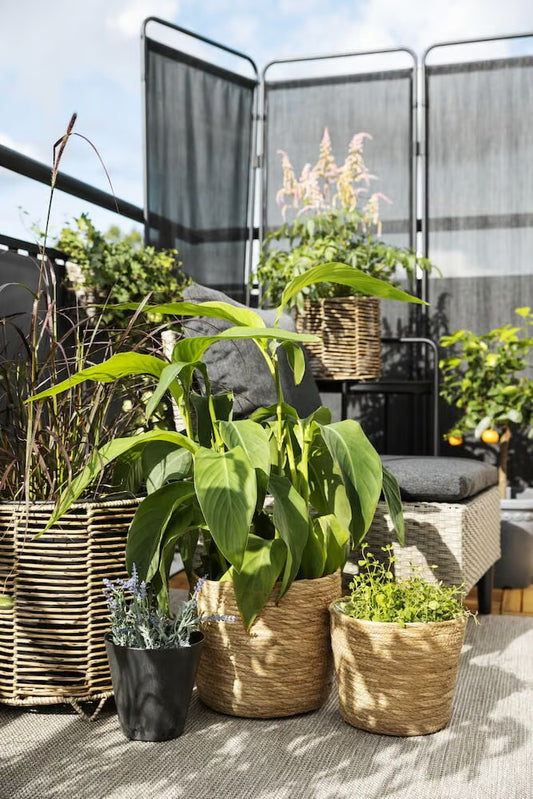 Krukset – Naturlig Vass, 2-pack